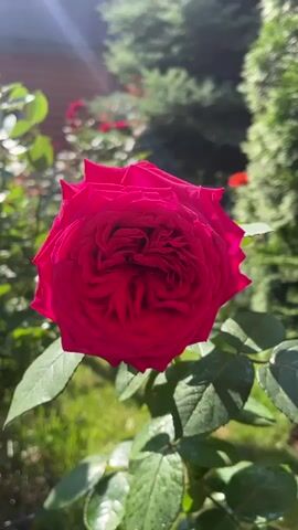 A close-up shot focuses on a vibrant pink rose in full bloom. The rose is centered in the frame, its petals tightly swirled inwards. The background is blurred, showing green foliage, grass, and hints of what appear to be other red roses and trees. Sunlight casts a gentle glare on the upper left of the image, suggesting it is daytime. The rose is on a stem with several green leaves, some of which have small water droplets on them. The overall impression is of a garden setting bathed in natural light.