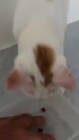 A close-up shot shows a white cat with brown markings on its head eating dry cat food out of a white plastic container. A person's hand is briefly seen touching the cat's head. The cat is standing on a light gray or blue surface, possibly a tiled floor. The camera focuses tightly on the cat as it eats.