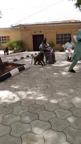 The video shows a group of people sitting in chairs in an outdoor area, while a baboon walks around. The area is paved with a decorative interlocking brick pattern and surrounded by buildings and trees. A man in a light green outfit walks around, while the baboon moves freely among the seated individuals. The people seem to be relaxed and unconcerned by the presence of the baboon.