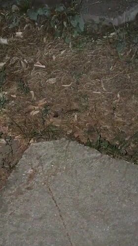 Camouflaged toad blends into dry grass and leaf litter