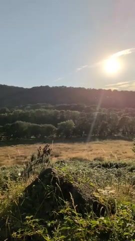 The video shows a serene landscape under a bright sun. The foreground features rocks and vegetation, with tall grasses catching the sunlight. In the mid-ground, a field of dry, golden grass stretches out, bordered by a dense line of trees with lush green foliage. Behind the trees, a rolling hill covered in more trees forms the background, its contours softened by the sunlight. The sky is clear blue, with the sun positioned high and slightly to the right, casting a warm glow and noticeable lens flare across the scene. The overall impression is one of a peaceful, natural environment during a sunny day, possibly late afternoon or early morning given the low angle of the sun and the warm light. No people or animals are visible.