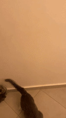 Cats play in Marrakesh hallway, captured on video