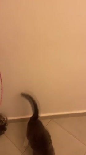 Cats play in Marrakesh hallway, captured on video