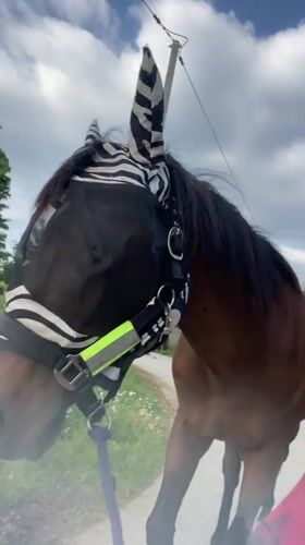 Afternoon horse encounter documented in Serbian meadow