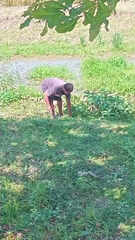 A man is seen in a field of grass next to a body of water. He is wearing a dark t-shirt and shorts. The man is carrying a bundle of green plants in his left arm and a sickle in his right hand. He walks towards the left side of the frame, then turns his body and appears to be gathering more plants. The man then bends down, appearing to pick something up from the ground. The background shows a section of harvested field and more green vegetation. Leaves from a tree are visible in the top of the frame, obscuring some of the sky.
