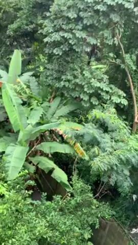 The camera pans from right to left revealing lush green foliage, a few trees, and a grassy yard enclosed by a concrete wall. Banana trees are visible on the right of the frame. The wall is partially covered with moss and greenery. The scene suggests a tropical or subtropical environment.