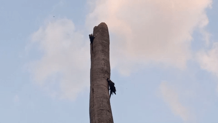 Two black birds spotted on dead tree in Venezuela