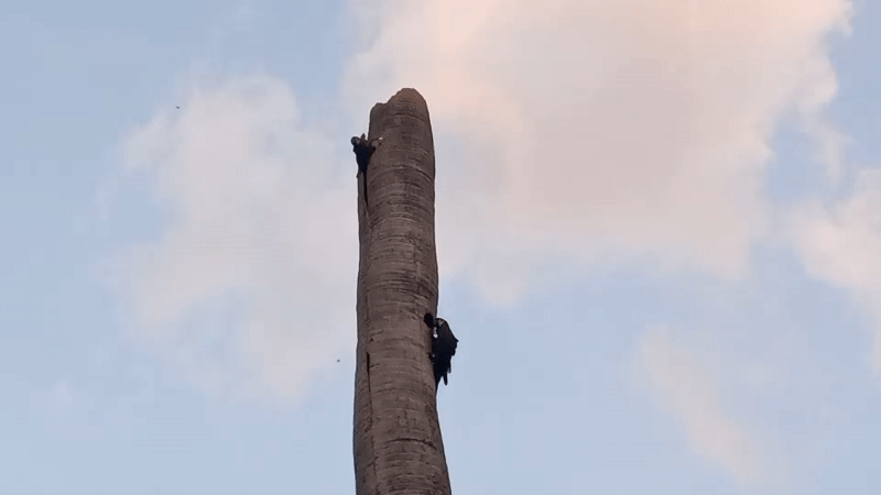 Two black birds spotted on dead tree in Venezuela