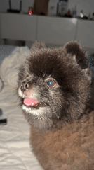 Elderly Pomeranian fed yogurt treats during care session