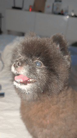 Elderly Pomeranian fed yogurt treats during care session