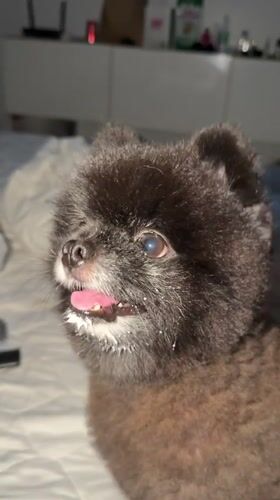 Elderly Pomeranian fed yogurt treats during care session