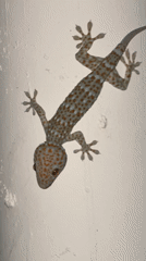 Ko Samui residents document geckos and cat feeding moments