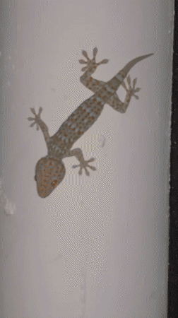 Ko Samui residents document geckos and cat feeding moments