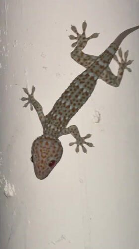 Ko Samui residents document geckos and cat feeding moments
