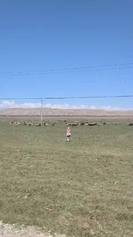 A wide shot shows a vast, open grassy field under a bright, clear blue sky with a few wispy clouds near the horizon. In the middle ground, a young person, seen from behind, stands facing away from the camera. They have long blonde hair, wear a light-colored top, dark shorts, white sneakers, white socks, and a light-colored cap. They appear to be observing or photographing the numerous sheep and several cows scattered across the field. A prominent utility pole stands to the left of the person, with power lines stretching horizontally across the upper part of the frame. In the distant background, light brown, arid hills or mountains stretch across the horizon. The setting is Kara-Koo, Kyrgyzstan, and the time of day is sunny daytime. The overall scene is peaceful, depicting a pastoral landscape with livestock. No visible text is present.