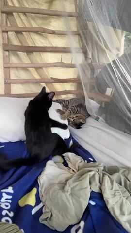 Two cats, one black and one tabby, are on a bed covered with a blue blanket with yellow designs and some tan fabric. The black cat is sitting up and paws at a white pillow. The tabby cat is lying down on the pillow, batting at the black cat. The black cat then lies down on top of the tabby cat. The bed is underneath a wooden frame covered with a white mesh.