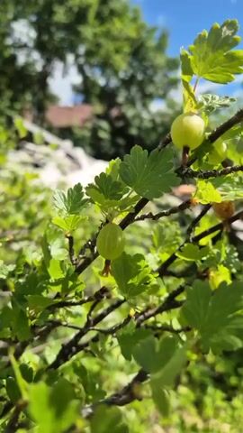 The video shows a close-up view of a gooseberry bush with unripe green gooseberries. The camera is focused on the berries and leaves, with the background blurred to show the surrounding greenery and a bright blue sky. The lighting suggests it is a sunny day. The bush has dark branches and vibrant green leaves, some of which have a lobed shape. The gooseberries appear as small, round fruits clustered on the branches. The overall impression is of a healthy plant in a natural outdoor setting.