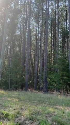 The video shows a dense forest of tall, slender pine trees. Sunlight streams through the branches, creating bright spots and a hazy effect. The ground is covered in dry grass and some scattered debris. The camera appears to be moving, possibly from a vehicle, as indicated by the slightly blurred motion of the foreground and the shifting perspective of the trees. The overall impression is of a sun-drenched, serene forest environment.