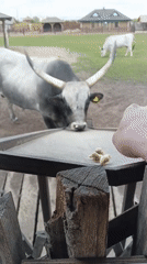 Visitor tours rural Belarus farm attraction featuring exotic cattle