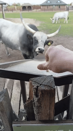 Visitor tours rural Belarus farm attraction featuring exotic cattle