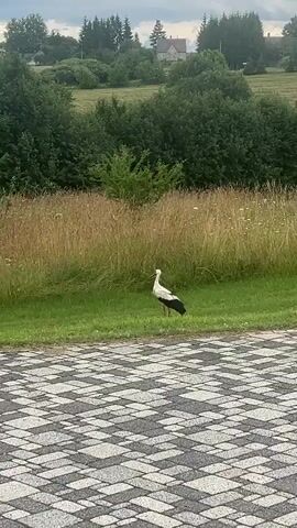 The video shows a white stork in a grassy field. It is initially standing and then takes flight, flapping its wings and flying over the field. The background consists of trees and a cloudy sky. The stork has black and white plumage.