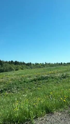 The video shows a sunny, clear day with a vast green field dotted with yellow flowers. The field stretches towards a dense line of trees in the distance. The camera appears to be moving, capturing the scene from a passing vehicle. There are no visible people in the shot. The ground closest to the camera is a mixture of gravel and dirt. A couple of fence posts are also seen intermittently. The overall impression is that of a rural landscape viewed from a moving car.