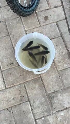 A bucket of water filled with approximately ten small, dark-colored fish sits on a stone patio. The bucket has a white handle. A portion of a dark, textured object, possibly a tire, is visible in the upper left corner of the frame. The fish are submerged in the cloudy water and appear to be alive, with some gasping at the surface. The lighting suggests it is daytime.