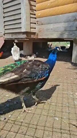 A peacock with a blue head and iridescent green and blue feathers walks on a dirt ground near a wooden structure. Another peacock, mostly white with some darker feathers, stands to the left. In the background, other birds are visible under the wooden structure. The sunlight casts shadows on the ground.