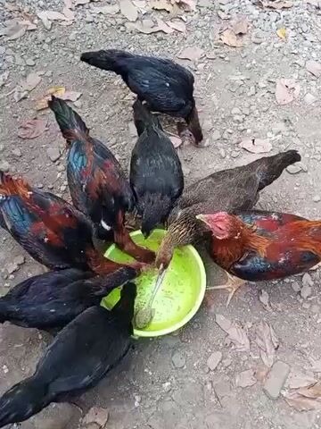 A group of chickens is gathered around a bright green bowl on the ground, pecking at the food inside. The chickens vary in color, with some being mostly black and others having iridescent red and black feathers. One chicken, a hen with brown and black plumage, stands slightly apart from the main group. The ground beneath them is covered with dirt and fallen leaves. The scene appears to be outdoors, possibly in a yard or rural area.