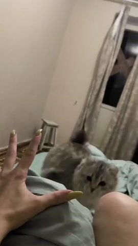 A hand with light green fingernails extends towards a cat resting on a bed. The cat is a light gray tabby with dark stripes and has large, alert eyes. It appears to be looking directly at the hand. The bed is covered with a light blue duvet, and in the background, there is a window with curtains and a small stool. The room appears to be dimly lit.