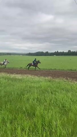 Two horses with jockeys are racing on a dirt track through a grassy field. The horse on the left is lighter in color and appears to be ahead. The horse on the right is darker and slightly behind. In the foreground, tall green grass grows along the edge of the track. In the background, a line of trees borders the field, and the sky is overcast. A person is kneeling in the grass, operating what appears to be a camera or video recording device. Another person is standing near a white sign with red lettering that reads "ФИНИШ" which translates to "FINISH". Two red flags are visible, one near the finish line sign and another further down the track. There are also some distant vehicles visible in the background. The overall scene depicts a horse race in progress on a cloudy day.