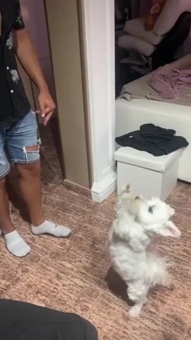 A person wearing a black short-sleeved shirt and ripped denim shorts is standing on the left side of the frame. They are looking down and to the right. A small white dog with a fluffy coat is in the center of the frame. The dog is on its hind legs, with its front paws raised. The dog then lies down on its belly. The floor is tiled with a brown and beige pattern. In the background, a white bed with various pillows and blankets is visible. There is also a white cube-shaped storage ottoman with black clothing on top. The lighting is indoor.