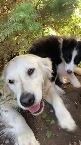 This media file captures a playful interaction between two dogs in an outdoor setting. The primary subjects are a large, light-colored dog, likely a Golden Retriever, and a smaller black and white puppy, possibly a Border Collie. The larger dog is lying down, with its mouth open in what appears to be a happy or playful expression, panting with its tongue out. The puppy is actively engaged with the larger dog, nuzzling and nibbling at its face.

The scene is set outdoors, with lush green foliage, likely from bushes or trees, creating a shaded area. The ground is dirt, with a few small green leaves scattered around. Sunlight filters through the branches, creating dappled lighting. The overall atmosphere is one of warmth and playfulness, with the dogs appearing to enjoy each other's company.

There are no people visible in the media. No objects are prominently featured, aside from the dogs themselves and the natural environment. No text is visible in the media file. The time of day appears to be daytime, given the sunlight. The location context provided is Wielka Wieś, Poland. The interaction suggests a moment of lighthearted fun and bonding between the two canines.