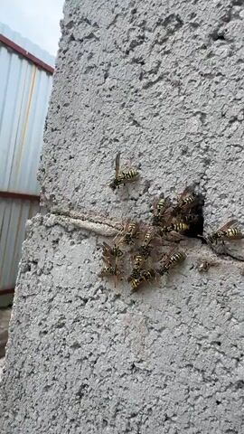 A close-up shot shows a swarm of wasps clustered around a small opening in a gray, textured concrete wall. The wasps are primarily black and yellow, with visible stripes. Some are on the wall's surface, while others are entering or exiting the opening. The wall has a horizontal crack running across it, and the opening appears to be a hole or cavity within the wall. The lighting suggests an outdoor setting.