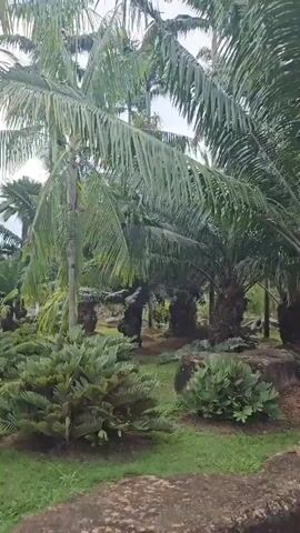 The video shows a slow pan of an outdoor garden scene. The foreground features a potted bonsai tree with a sculpted trunk and green leaves. The background is filled with various palm trees of different sizes and densities, some with textured bark. Several large, irregularly shaped rocks are scattered throughout the garden. The ground is covered with grass and dirt. The sky appears overcast.