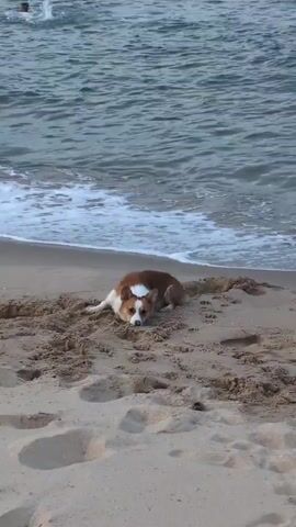 A brown and white dog is lying on a sandy beach near the water. The dog is looking towards the ocean, and its body is partially buried in the sand. Waves are crashing on the shore, and there are people swimming in the water in the background. The dog appears to be relaxed and comfortable.