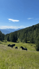 Horses graze and a dog rides along in South Tyrol