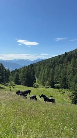 Three black horses are grazing in a grassy meadow with a line of trees on a hillside behind them. The sky is blue with a few white clouds. Distant mountains are visible in the background.