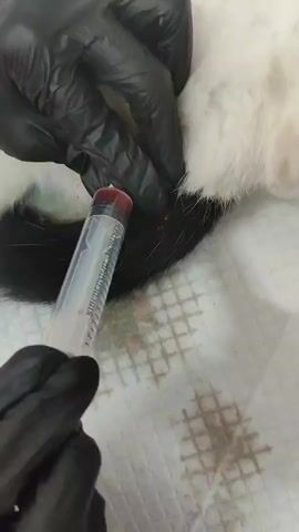 A close-up shot shows a gloved hand holding a syringe with red liquid. The syringe is positioned near the tail of a cat, which is lying on its back on a white surface. Another gloved hand is holding the cat's tail. The cat is mostly white with black markings on its tail and legs. The environment appears to be a medical setting, possibly a veterinary clinic.