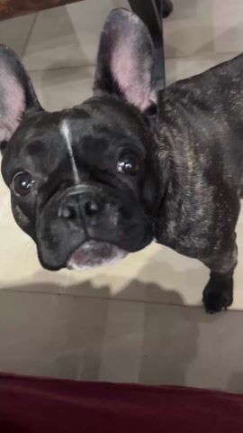 A small, dark-colored French Bulldog with a white stripe on its forehead is standing on a light-colored tiled floor and looking up at the camera. The dog opens its mouth slightly. A portion of a dark red surface is visible in the lower left corner of the frame. A dark chair is visible in the background.