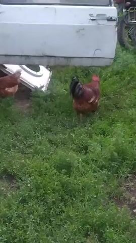 The video shows a rooster walking in a grassy area. A chicken is walking near the rooster. There is a white object in the background. The rooster is brown and black. The chicken is white and black. The grass is green.