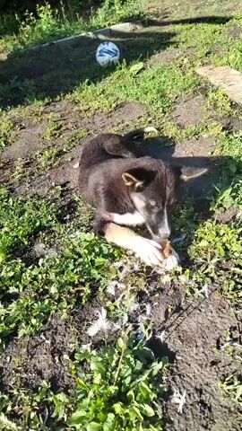 A brown and white puppy lies on the ground in a grassy, dirt-filled area. The puppy is chewing on something small and orange. A white and blue soccer ball is visible in the background, along with green grass and some dirt mounds. The sun is shining, casting shadows on the ground.