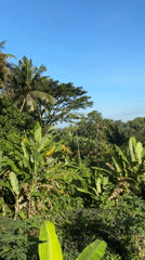 Tropical forest scenery documented in Ubud District, Indonesia