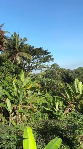 Tropical forest scenery documented in Ubud District, Indonesia