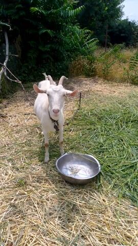 A white goat stands in a grassy area with a metal bowl to its right. The goat faces the camera, with its head tilted slightly. The bowl contains some dry grass or hay. The background consists of green foliage and dry grass. The video appears to be filmed outdoors on a sunny day.