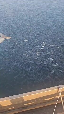 A high-angle shot captures a dense school of small fish swimming in dark blue water. The fish are packed so tightly together that their movement creates ripples and disturbances on the surface of the water. The lighting suggests it is daytime, with the sun casting a warm glow on the scene. In the foreground, a weathered wooden structure runs horizontally across the bottom of the frame, suggesting a dock or pier. A metal railing is visible along the edge of this structure. The upper left corner of the frame shows a glimpse of a white, possibly netting or fabric structure extending into the water, hinting at fishing or aquaculture activities. The overall impression is one of abundance and lively aquatic activity.