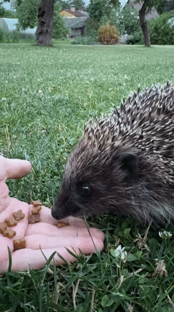 Hedgehog hand-fed and explored on a Carnikava lawn