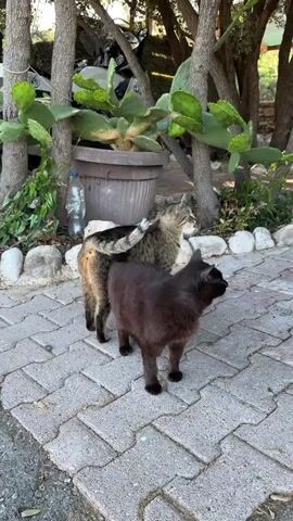 In an outdoor setting with paved ground, three cats are visible. The first cat, dark brown with a white patch on its chest, is scratching itself with its hind leg while sitting. The second cat, a gray tabby, approaches the dark brown cat and rubs its head against it. In the background, a third cat is partially visible, appearing to be a tabby, as it stands in a garden area with trees and potted plants.