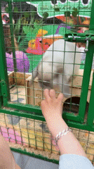 Family visits small zoo, travels by bus in Rusanovo
