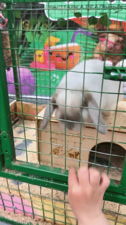 Family visits small zoo, travels by bus in Rusanovo